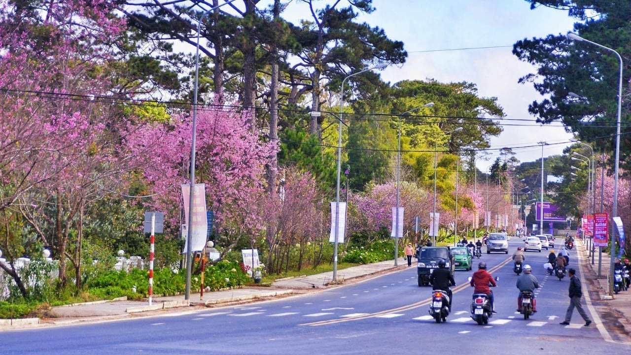 Hoa Mai Anh Đào - Đà Lạt 