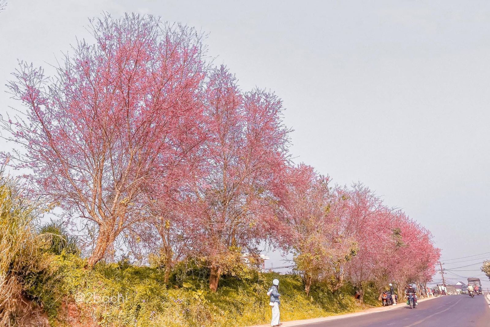 Hoa Mai Anh Đào - Đà Lạt 