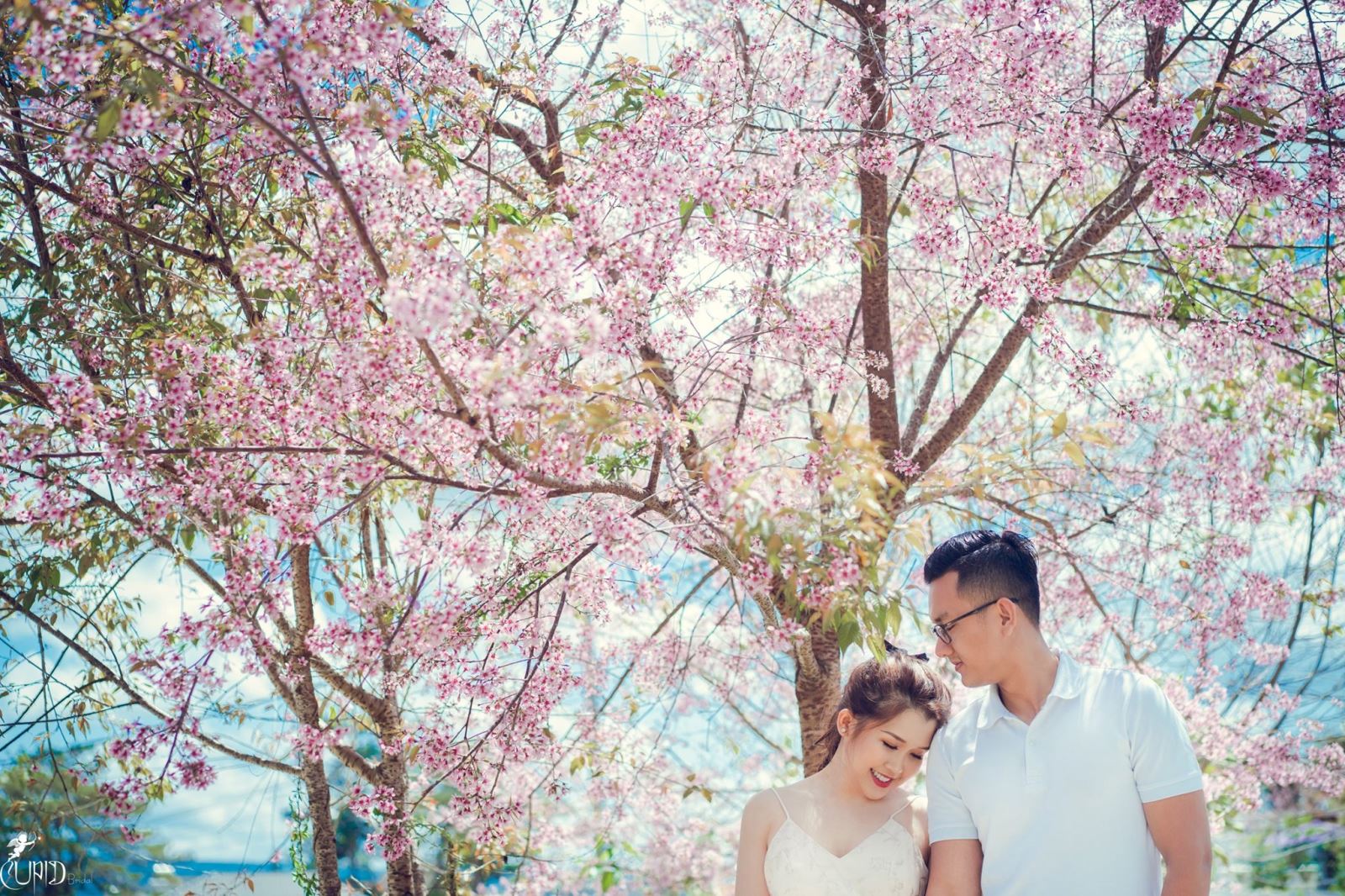 Hoa Mai Anh Đào - Đà Lạt 