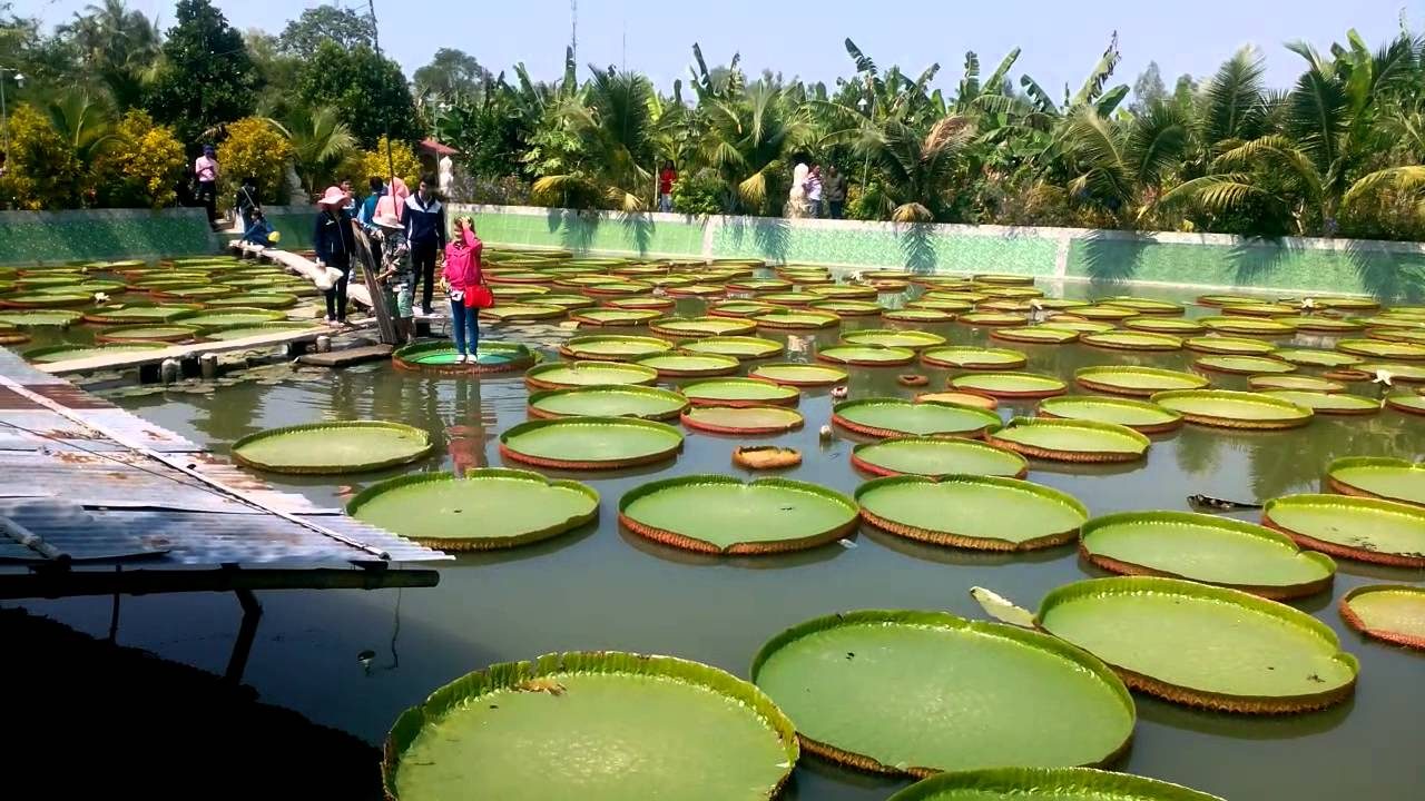 Khu du lịch sinh thái Xẻo Quýt Đồng Tháp