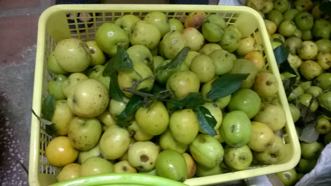 Giỏ nhựa đựng những quả màu xanh vàng còn lá
