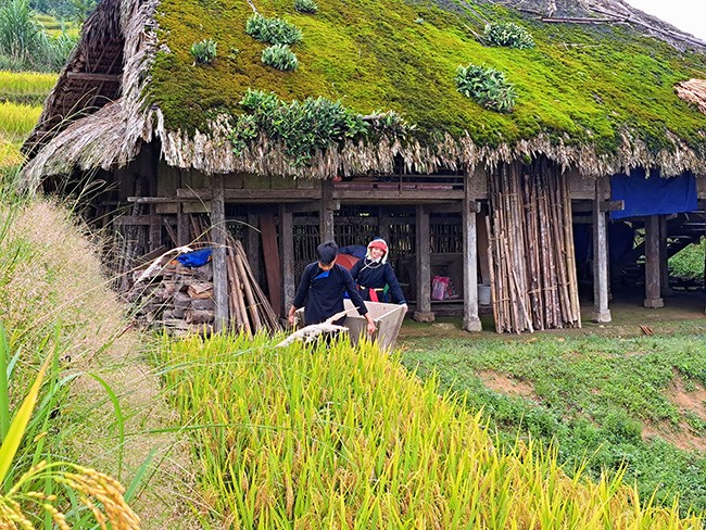 Những mái nhà rêu có một không hai tại bản người Dao bên sườn Tây Côn Lĩnh
