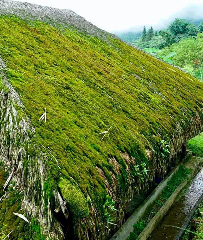 Những mái nhà rêu có một không hai tại bản người Dao bên sườn Tây Côn Lĩnh
