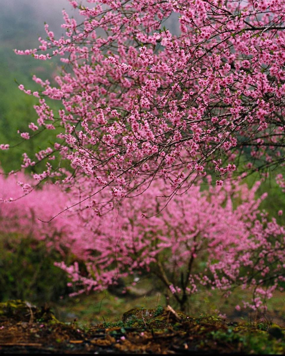 Hoa đào biên cương