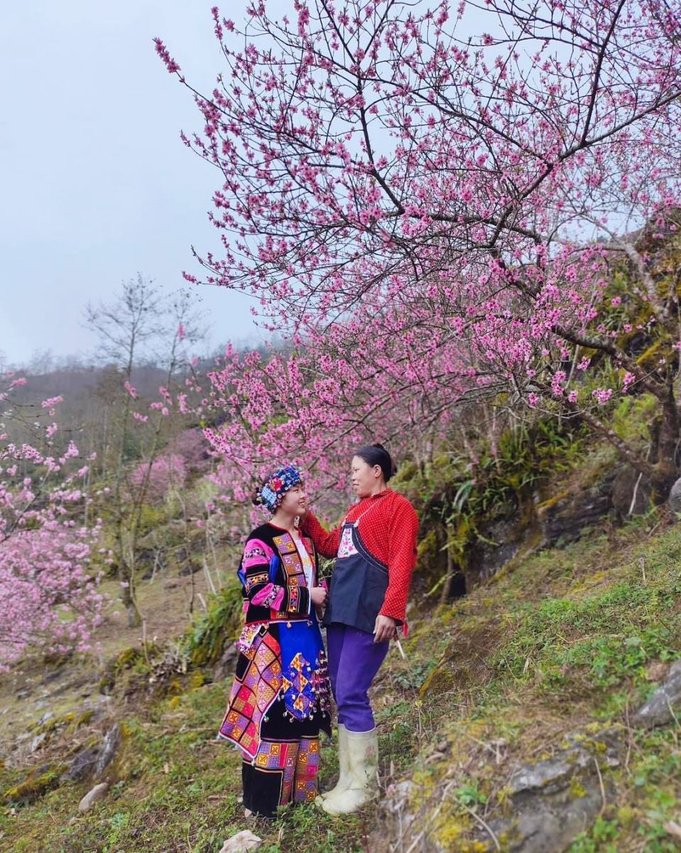 Hoa đào biên cương