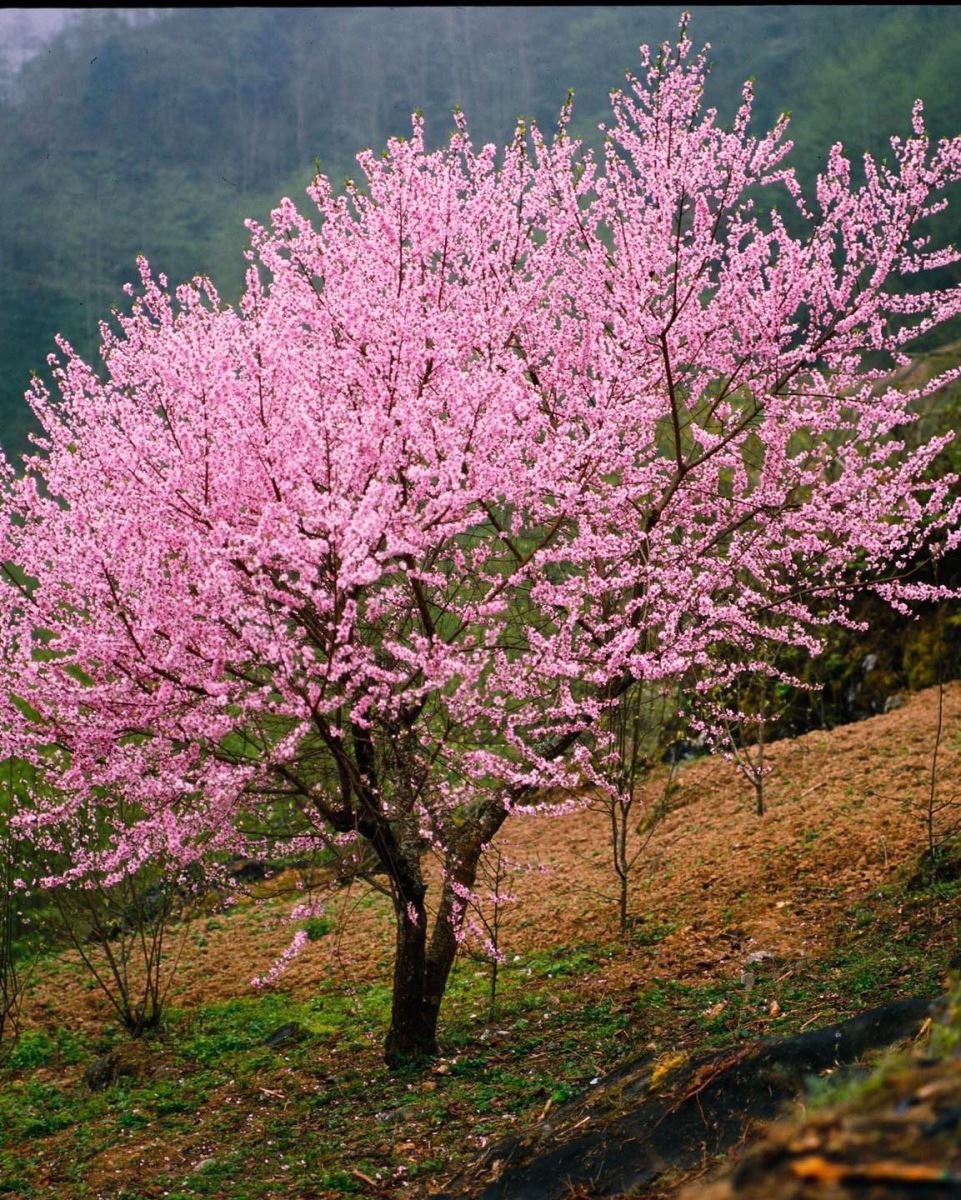 Hoa đào biên cương