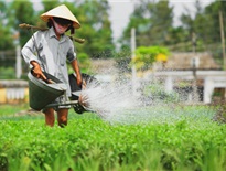 Làng rau Trà Quế