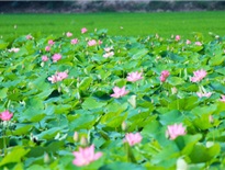 Làng sen quê Bác Hồ