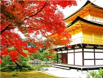 Chùa Vàng Kinkakuji - Kyoto - Nhật Bản