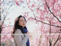 Ngắm hoa anh đào nở rộ tại Thành phố Côn Minh - tỉnh Vân Nam
