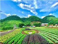 Những địa điểm không thể bỏ lỡ khi đến Mộc Châu – Sơn La