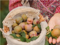 Háo hức hái mận tại Mộc Châu