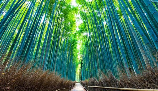 TOKYO - FUJI - KYOTO - OSAKA