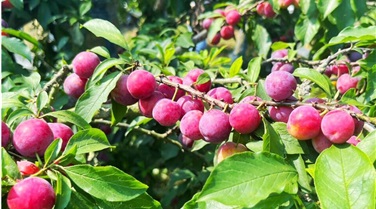 Tour du lịch Mộc Châu - Hang Táu - Thác Chiềng Khoa 2 ngày 1 đêm