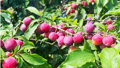 Tour du lịch Mộc Châu - Hang Táu - Thác Chiềng Khoa 2 ngày 1 đêm