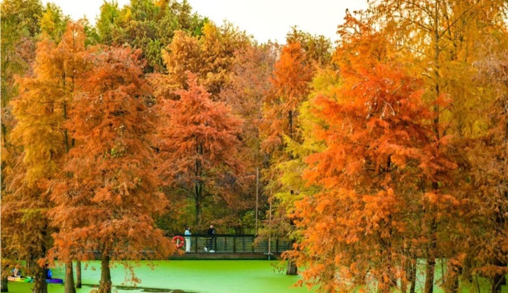 Tour Hà Nội - Hoàng Sơn - Thượng Hải - hàng Châu 6 Ngày 5 đêm