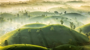 Hà Nội - Đồi chè Long Cốc - Nghĩa Lộ - Mù Căng Chải - Ngọc Chiến