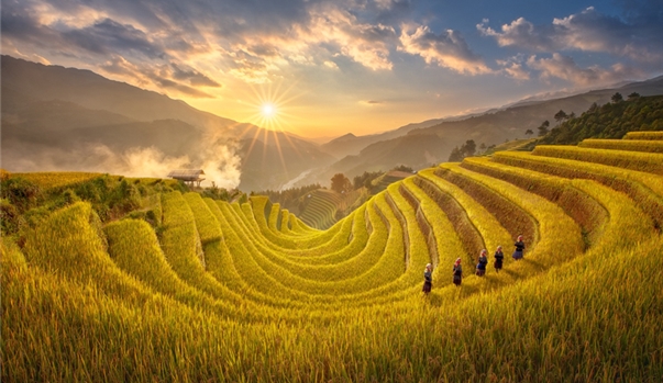 Hà Nội – Đồi chè Long Cốc – Nghĩa Lộ - Mù Cang Chải – Ngọc Chiến – Hà Nội