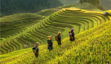 Hà Nội – Đồi chè Long Cốc – Nghĩa Lộ - Mù Cang Chải – Ngọc Chiến – Hà Nội