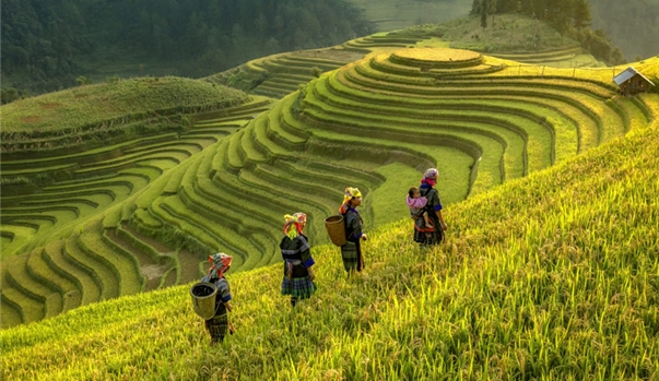 Hà Nội – Đồi chè Long Cốc – Nghĩa Lộ - Mù Cang Chải – Ngọc Chiến – Hà Nội