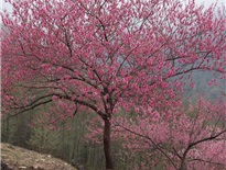 Hoa đào biên cương tổ quốc đẹp lạ kì: Cao Mã Pờ - Quản Bạ