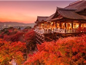 Du lịch Nhật Bản mùa lá vàng – Trải nghiệm sắc thu tuyệt đẹp