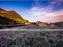 Hoa tam giác mạch nở rộ, du khách khắp nơi đổ về Hà Giang check-in