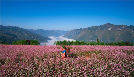 Tour du lịch Bắc Hà - Suôi Thầu - Simacai - Cán Cấu - Bản Liền - Dinh Hoàng A Tưởng - Chợ Phiên Bắc Hà