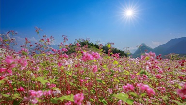 Tour du lịch Bắc Hà - Suôi Thầu - Simacai - Cán Cấu - Bản Liền - Dinh Hoàng A Tưởng - Chợ Phiên Bắc Hà