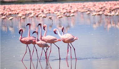 Tour Du Lịch Trung Đông & Safari Châu Phi Qatar - Kenya- Tanzania