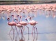 Tour Du Lịch Trung Đông & Safari Châu Phi Qatar - Kenya- Tanzania