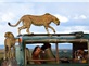 Tour Du Lịch Trung Đông & Safari Châu Phi Qatar - Kenya- Tanzania