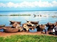 Tour Du Lịch Trung Đông & Safari Châu Phi Qatar - Kenya- Tanzania