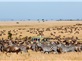 Tour Du Lịch Trung Đông & Safari Châu Phi Qatar - Kenya- Tanzania