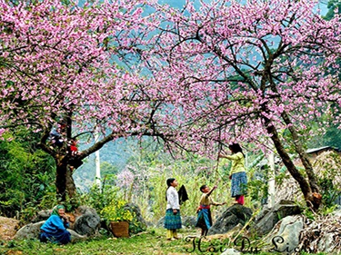 Tour du lịch Hà Nội - Săn mây Tà Xùa 2 ngày 1 đêm