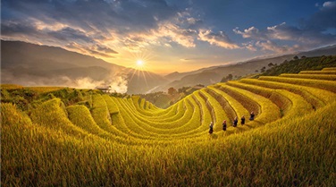 Tour du lịch Mù Cang Chải Mùa Lúa Chín 2N1Đ