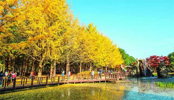 SEOUL - NAMI - EVERLAND - CÔNG VIÊN YEOUIDO