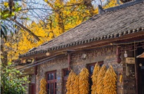 Thỏa Lạc Thôn - làng Ngân hạnh cổ hơn 800 năm đẹp nhất Trung Quốc