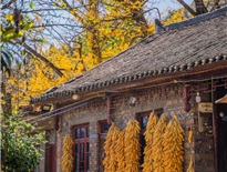 Thỏa Lạc Thôn - làng Ngân hạnh cổ hơn 800 năm đẹp nhất Trung Quốc