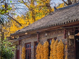 Thỏa Lạc Thôn - làng Ngân hạnh cổ hơn 800 năm đẹp nhất Trung Quốc