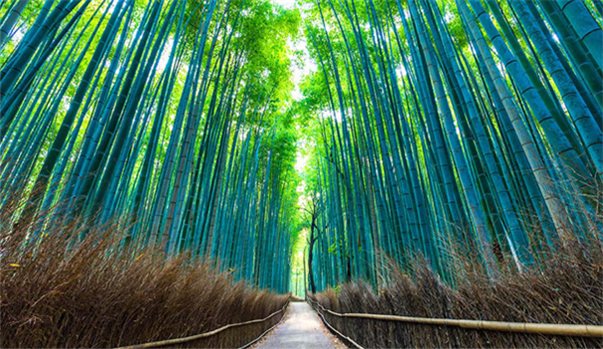 KOBE - OSAKA - KYOTO - PHÚ SĨ - TOKYO