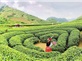 Mộc Châu - Sơn La