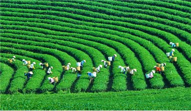 Mộc Châu - Sơn La