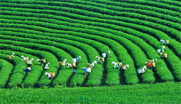 Mộc Châu - Sơn La