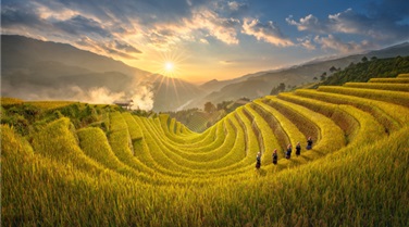 Tour du lịch Mù Cang Chải - Sapa mùa lúa chín