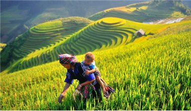 HÀ NỘI - MÙ CANG CHẢI - TÚ LỆ - SUỐI GIÀNG