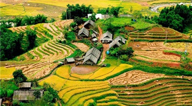 Tour du lịch Mù Cang Chải - Trạm Tấu - Cu Vai mùa lúa chín