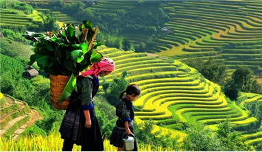 Tour du lịch Mù Cang Chải - Trạm Tấu - Cu Vai mùa lúa chín