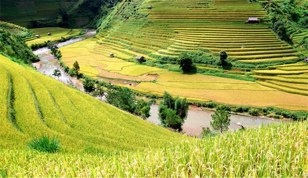 HÀ NỘI - MÙ CANG CHẢI - TÚ LỆ - SUỐI GIÀNG