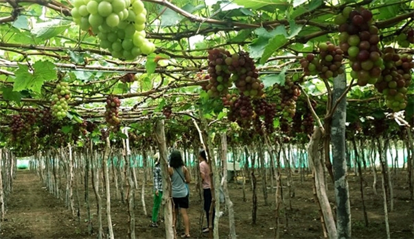 NHA TRANG - NINH THUẬN